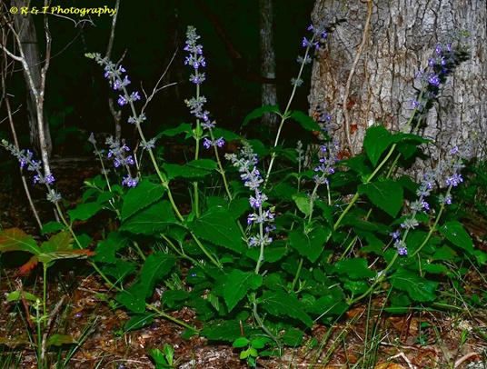 {Salvia urticifolia}